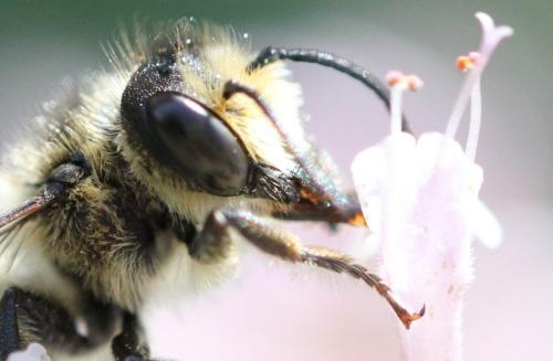 Réf. 209 704 : Megachile sp.